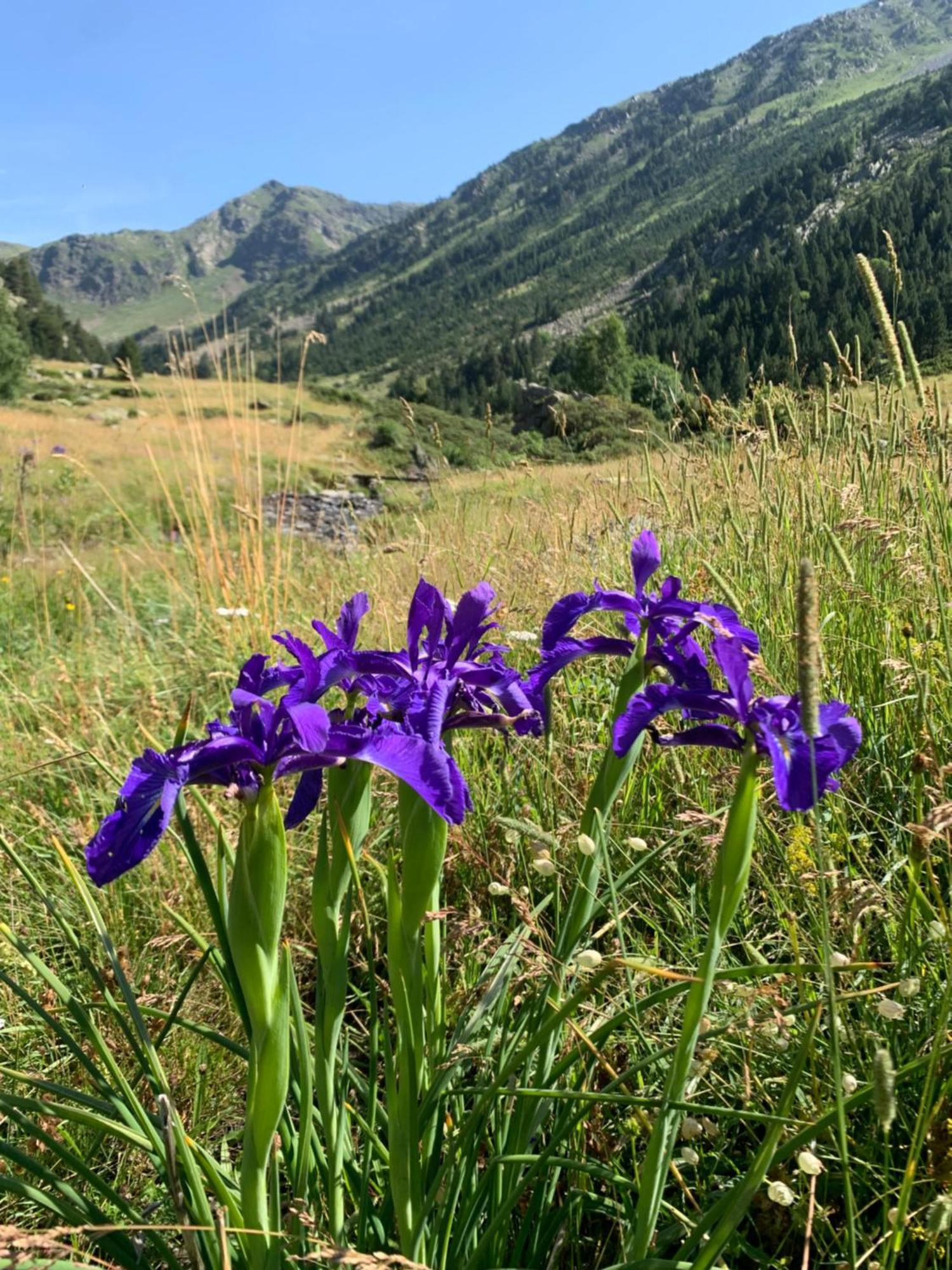 Appartement A Ordino Εξωτερικό φωτογραφία
